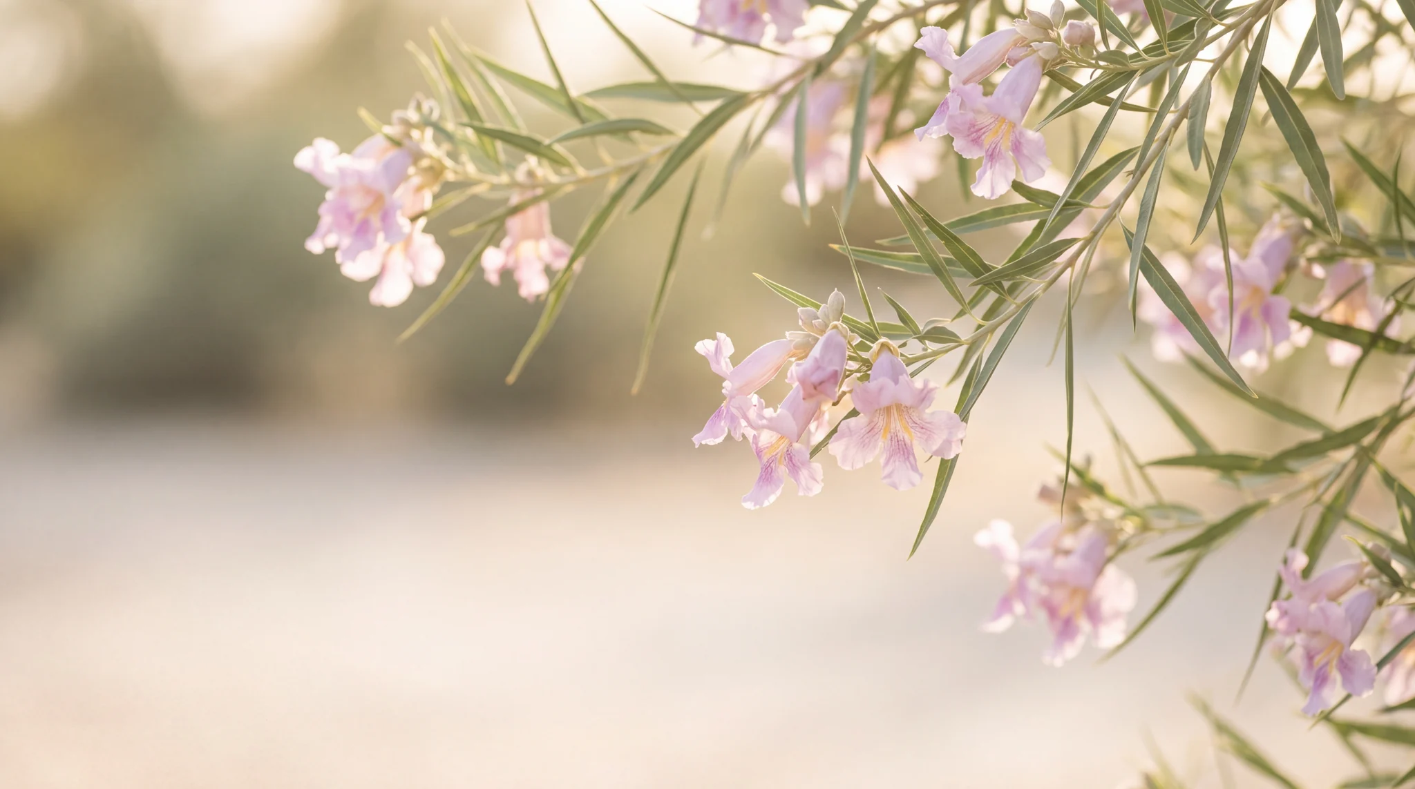 Desert willow blossoms in warm afternoon light