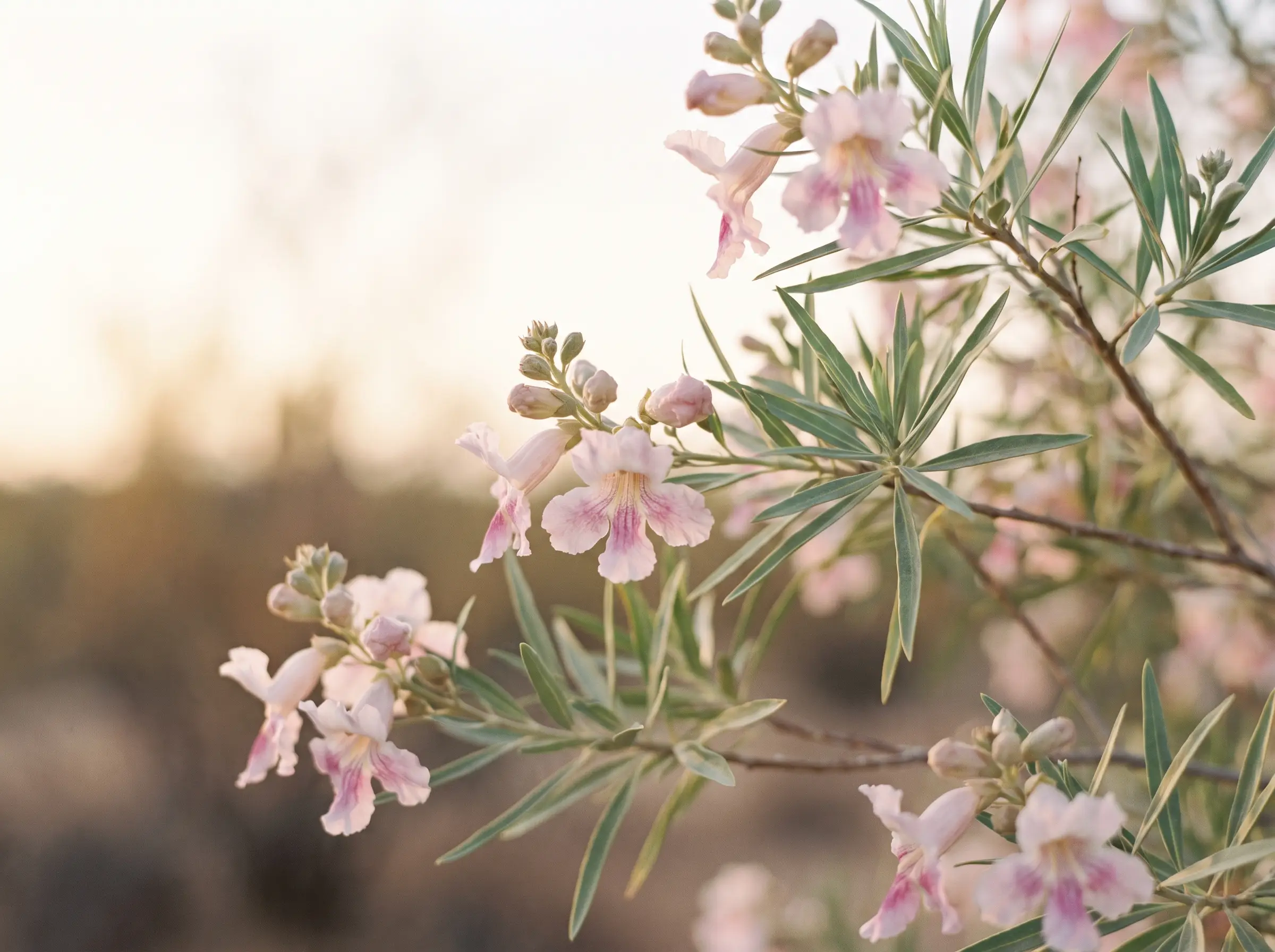 Desert willow blossoms, the tree the practice is named for